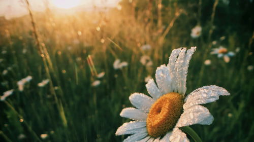 Compassion: the wish-fulfilling jewel