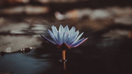 Guided loving kindness meditations