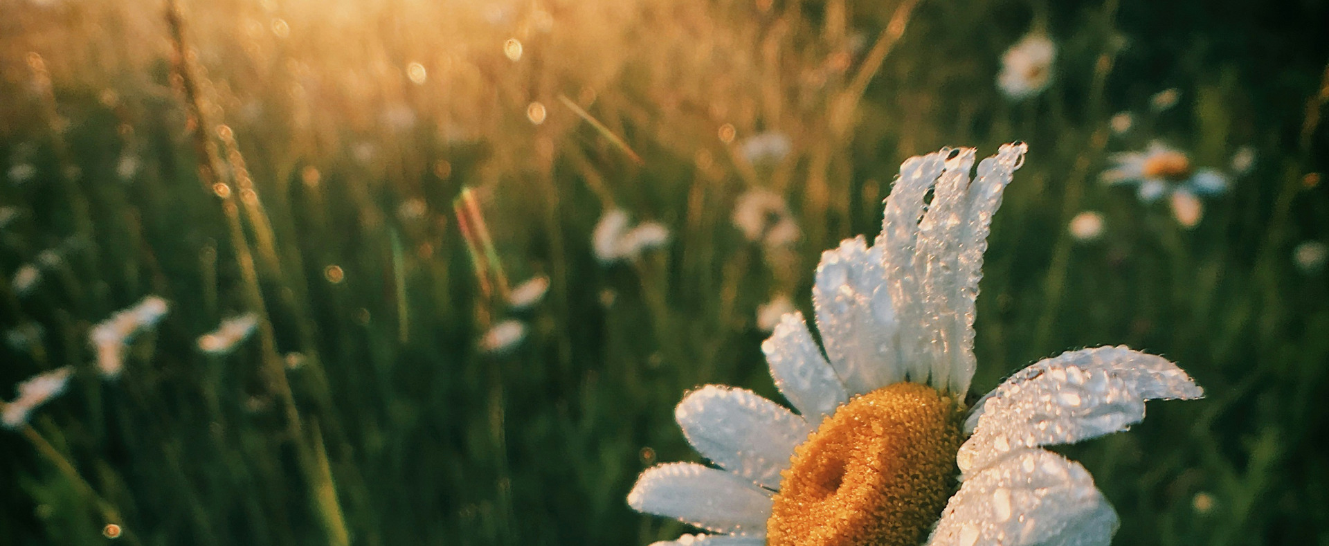 Compassion: the wish-fulfilling jewel